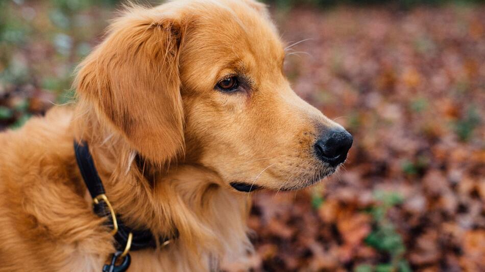 Hund wurde durch ein Halsband erdrosselt.