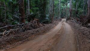 Amazonas, Regenwald