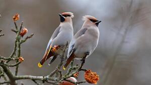 Zwei Seidenschwänze