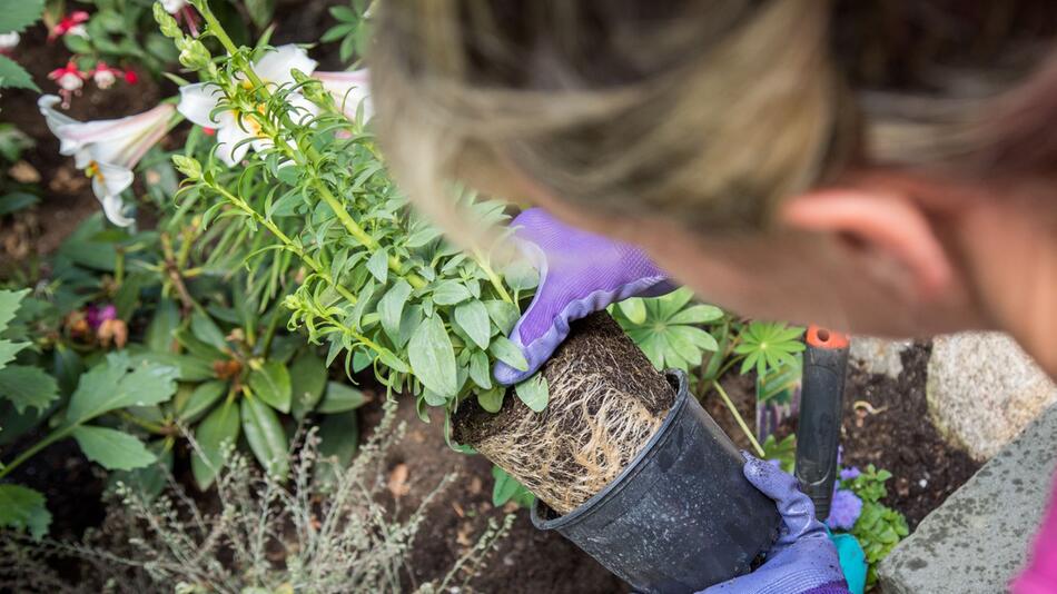 Eine Frau pflanzt Löwenmäulchen in ihrem Garten