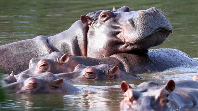 Invasive große Tiere in Seen: Jede zweite Art macht Probleme
