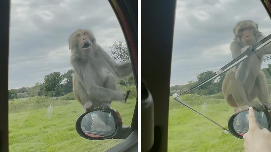 Affen randalieren im britischen Warminster an einem Auto.