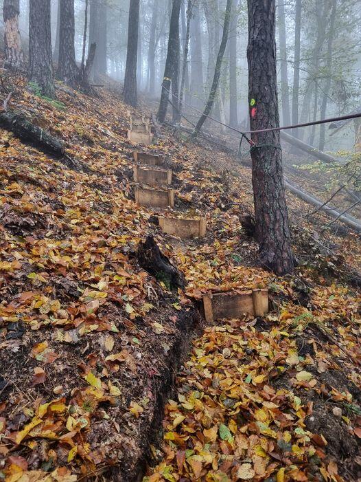 Waldweg in Guntschach