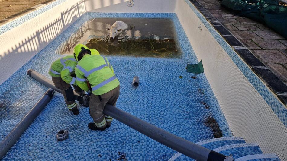 Feuerwehr rettet trächtige Kuh aus Pool