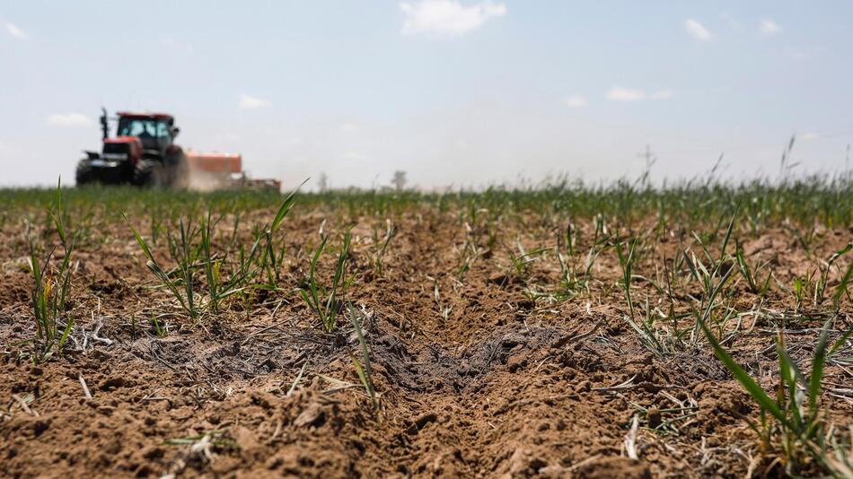 Balfour, Landwirtschaft, Südafrika