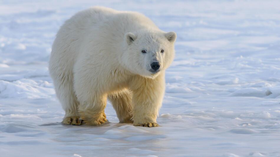 Der Angriff weist auch auf das Klimaproblem hin.