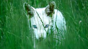 Seltene Entdeckung: Weißer Fuchs mit blauen Augen in Bayern gesichtet