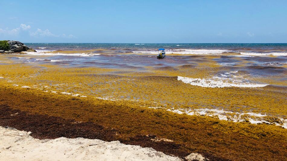 Algen, Strand, Mexiko, Sargassum, Tulum, Quintana Roo, Karibik