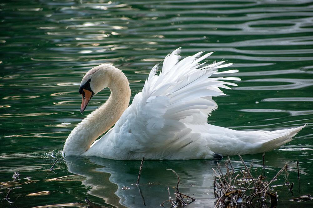 Schwäne und Gänse gehören auch zu Entenvögeln.