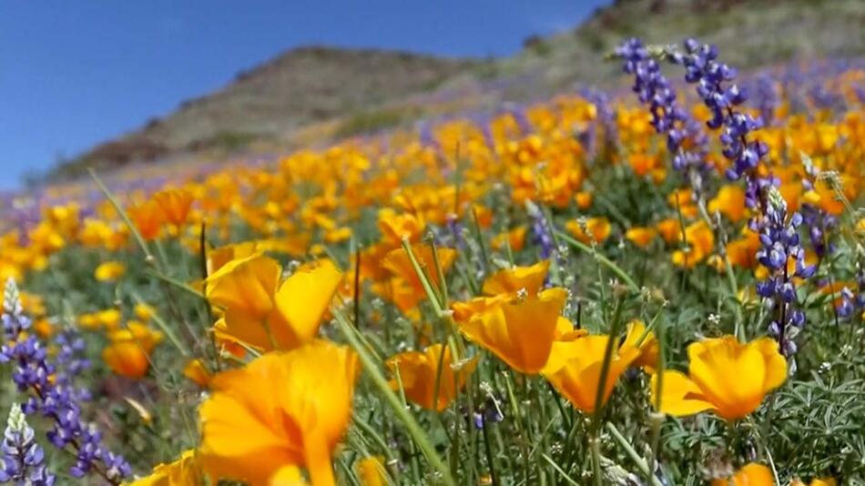 Wildblumen im US-Bundesstaat Arizona