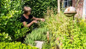 Kräuter aus dem eigenen Garten