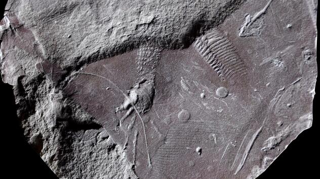 Hautabdrücke Reptilien