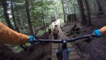 Bär beim Mountainbiken