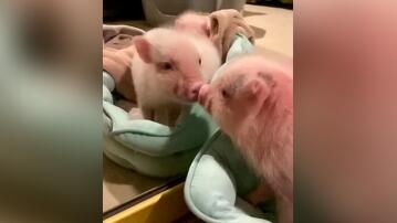Baby-Schwein
