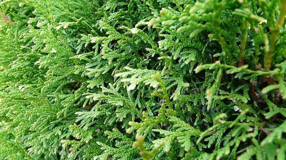 Thuja pflanzen