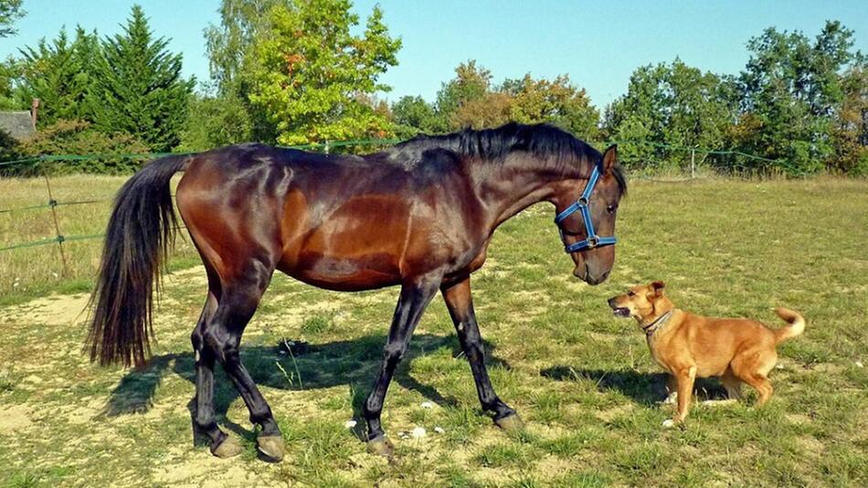 Ein Pferd wurde von einem Hund angegriffen.