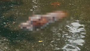 Erkennen Sie dieses Tier? (Flusspferd)