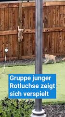 Gruppe junger Rotluchse zeigt sich verspielt