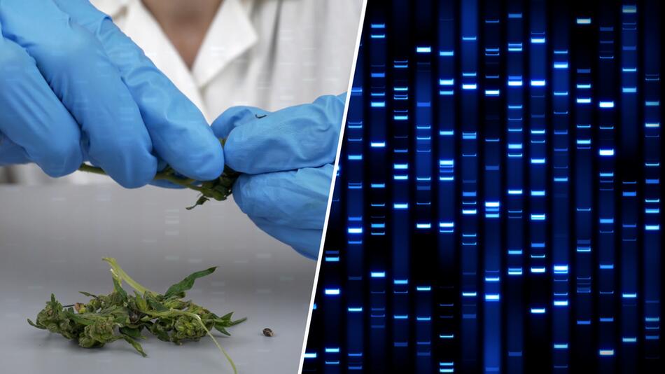 Neue Studie: Cannabis verändert die DNA und kann Psychosen auslösen