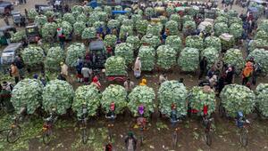 Gemüsemarkt, Bauern liefern Kohl