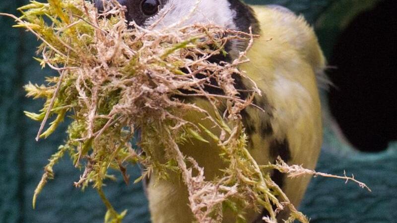 Kohlmeise beim Nestbau