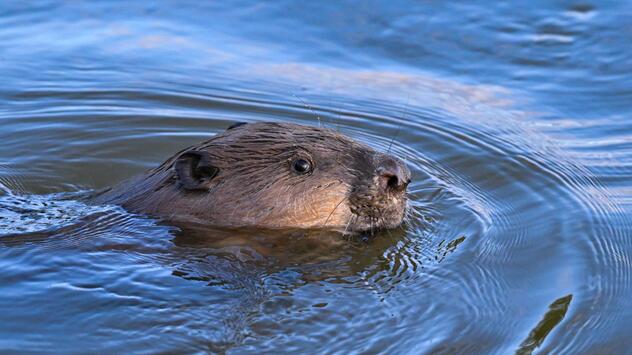 Ein Biber schwimmt im Grenzfluss Oder im Oderbruch