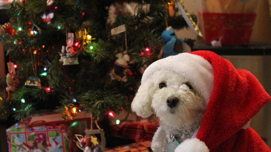 So hast Du ein entspanntes Weihnachten mit Hund.