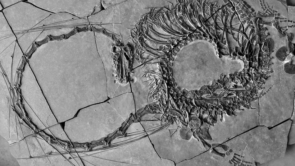 Faszinierende Entdeckung: Paleontologen entdecken 240 Millionen Jahre altern Drachen