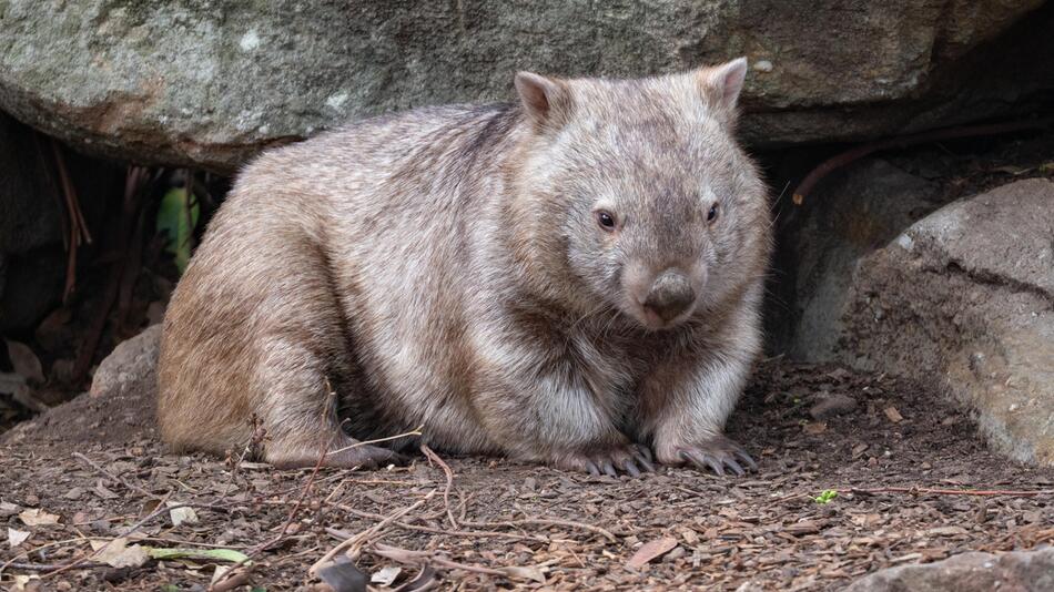 Wombat