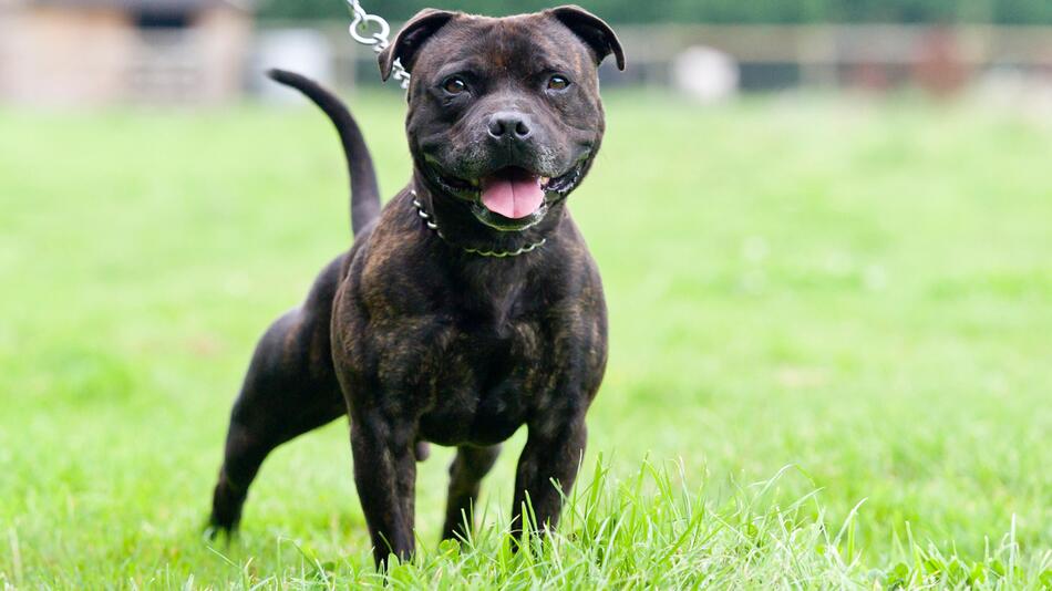 Hund, Listenhunde, Haustier, Staffordshire Bull Terrier