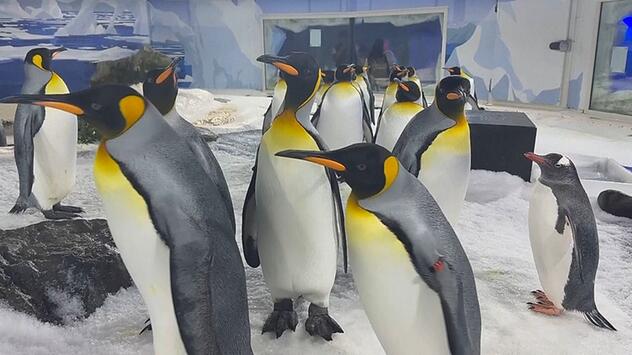 Studie: Pinguine fühlen sich besonders von weißem Plastik angezogen