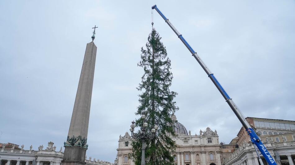 Weihnachtsbaum im Vatikan