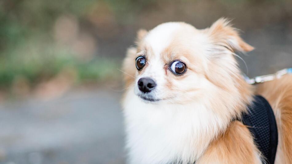 Hunde können vor verschiedenen Dingen Angst haben.