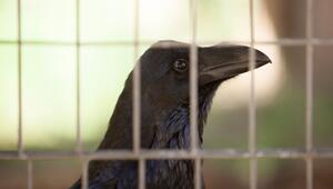 Eine Krähe hinter Gittern.