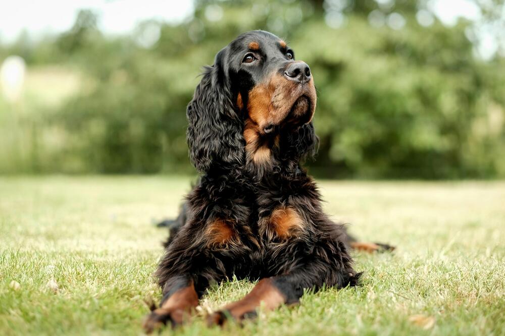 Cocker Spaniel sind sehr aktiv.