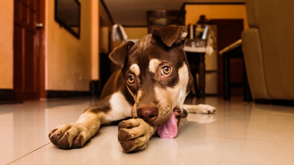 Warum die Pfoten Deines Hundes im Sommer jucken