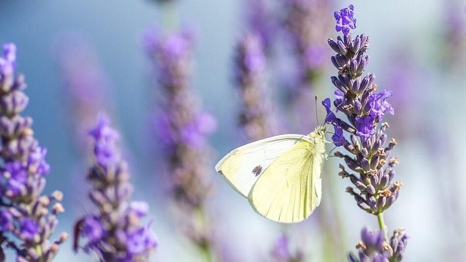 lavendel pflanzen