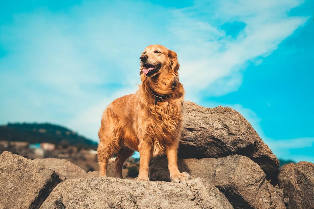 Golden Retriever sind perfekte Familienhunde.