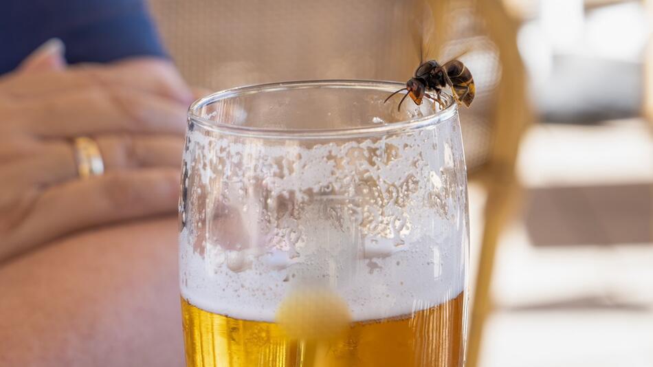 Wespen lieben zuckerhaltige Getränke wie Bier.