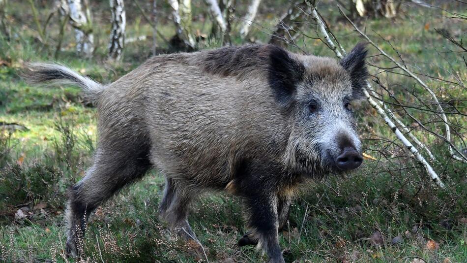 Wildschschwein