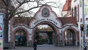 Vogelgrippe: Zoo Leipzig tötet alle Krauskopfpelikane