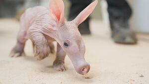 Seltener Nachwuchs: Pfleger päppeln Erdferkel-Baby „Womble“ mit der Flasche auf