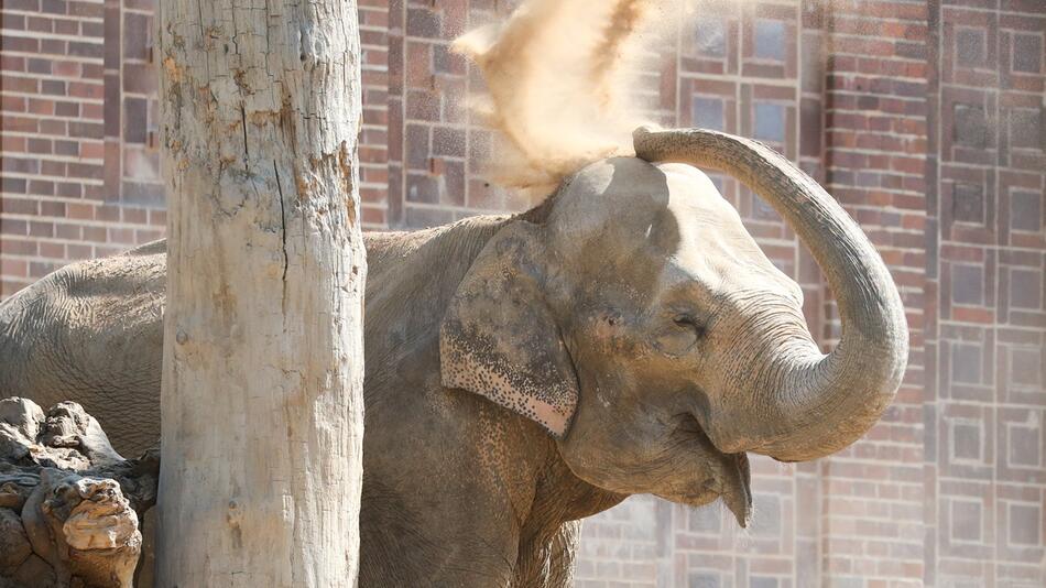 Elefantenkuh Thura stirbt im Leipziger Zoo