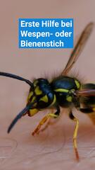 Hilfe bei Wespen- oder Bienenstich – wann du den Notruf wählen solltest