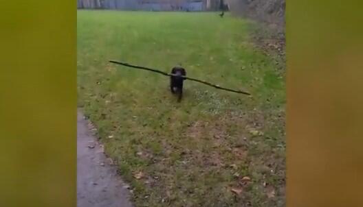 Hund, langer Stock