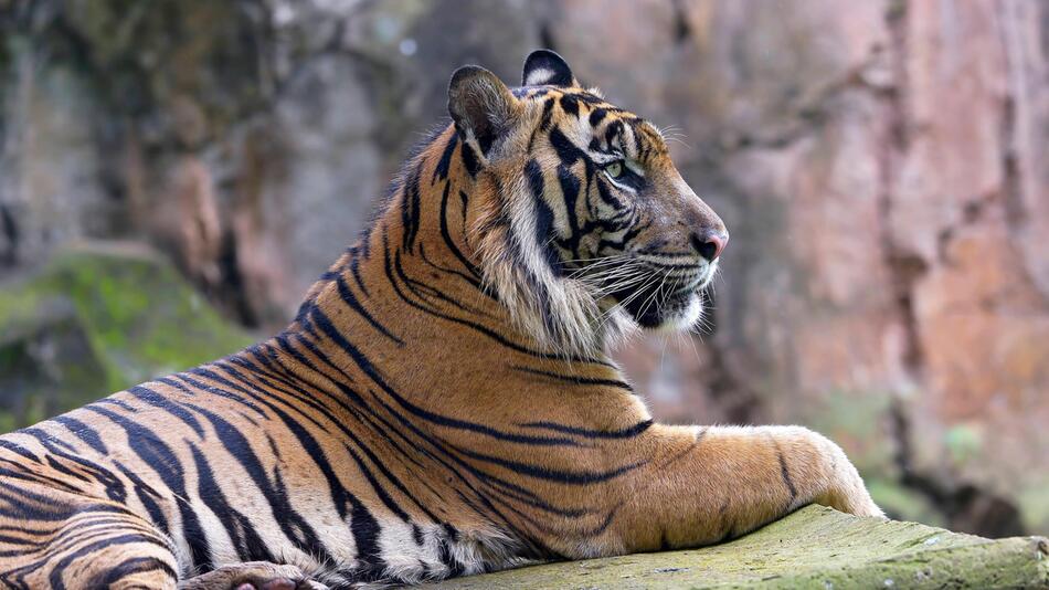 Ein guter Plan für wilde Tiger