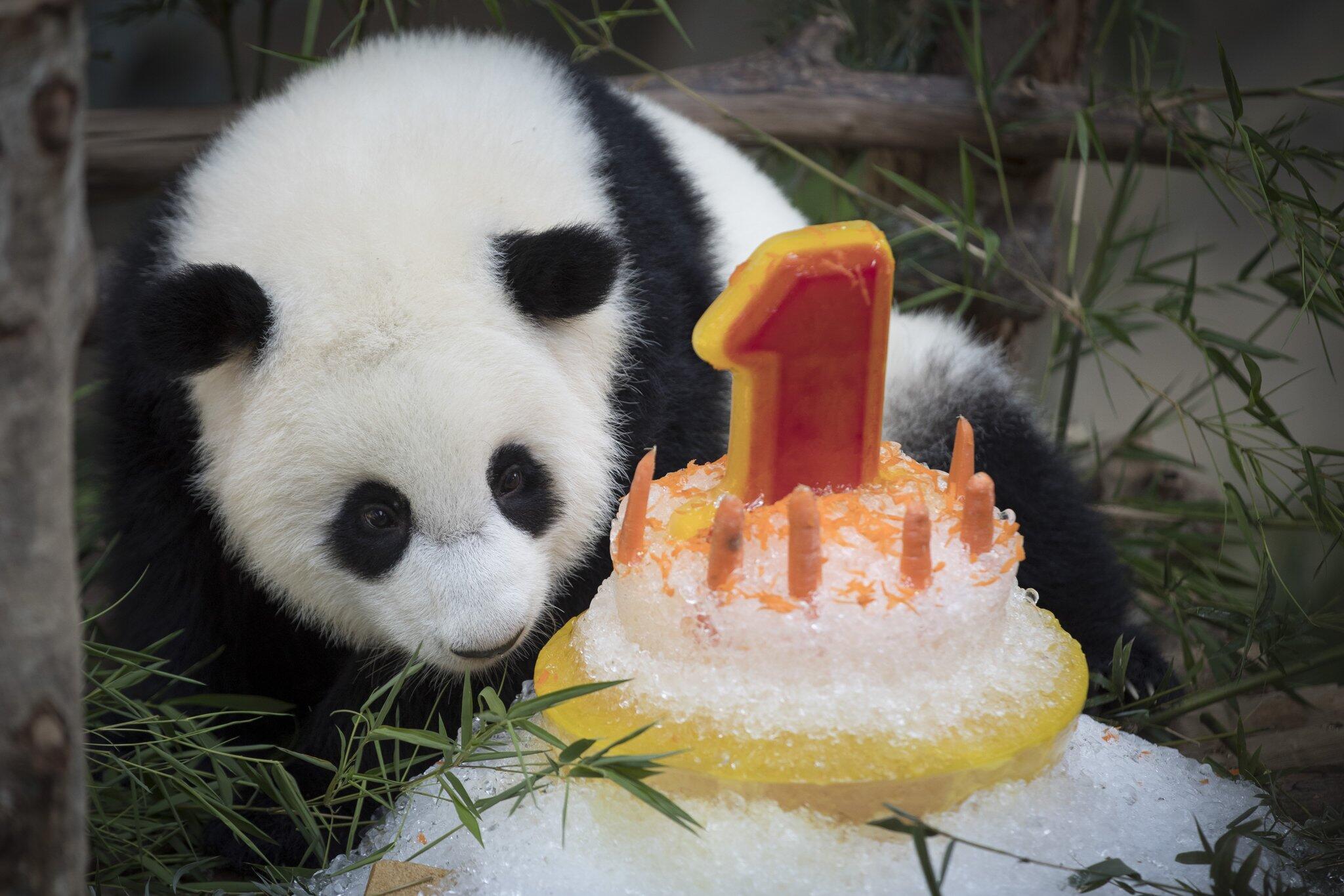 In Malaysia PandaDame feiert 1. Geburtstag  GMX