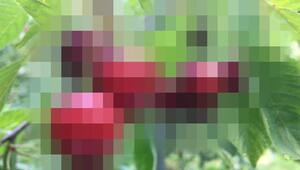 Erkennen Sie diese Frucht?