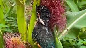 Ungebremst: Eisvogel rammt Maisstängel und steckt fest