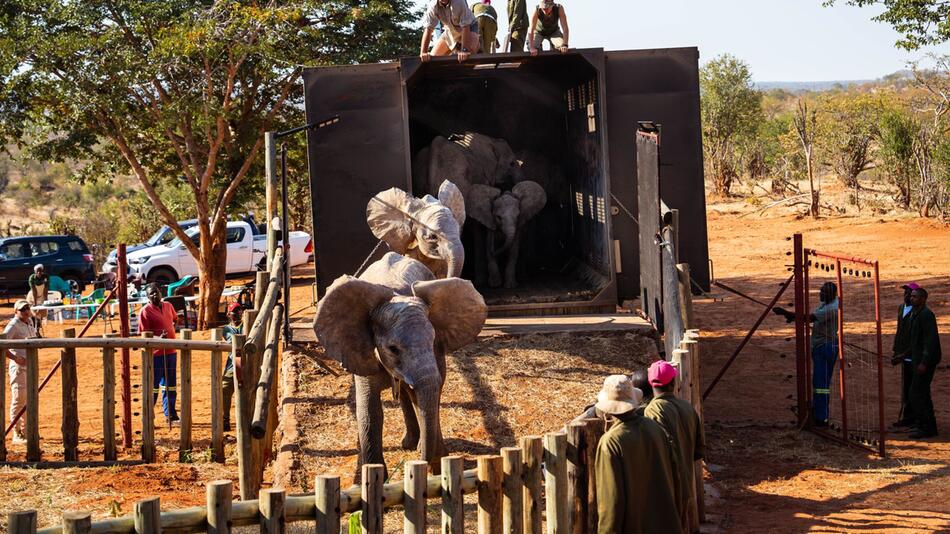 Sieben aufgepäppelte Elefantenwaisen in Simbabwe ausgewildert